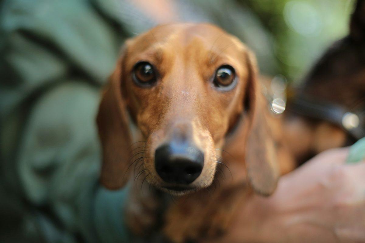A dachshund resting on a blanket