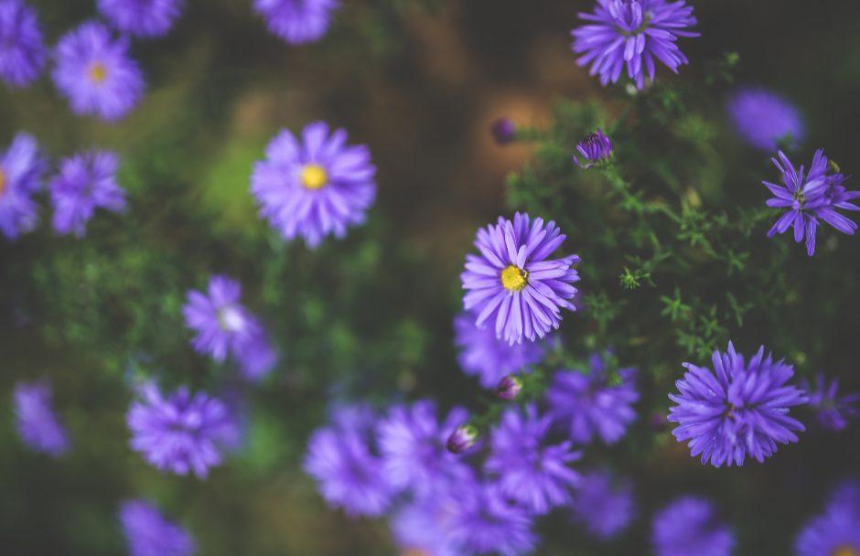A cluster of purple asters in bloom
